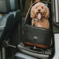 Navigating the Laws and Regulations for Travelling with Your Dog in the UK