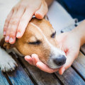 Recognising Signs of Illness and Pain in Your Dog