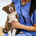 Understanding Your Dog's Veterinary Needs: A Guide to Regular Check-Ups