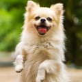 Understanding the Signs of a Happy and Healthy Dog