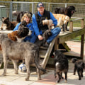 Finding Reputable Dog Breeders and Rescue Organisations in the UK