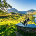 Exploring the Best Dog-Friendly Destinations in the UK