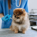 Essential Vaccinations for Dogs in the UK: A Complete Guide for Pet Owners