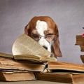Understanding Pet Ownership Laws and Regulations in the UK