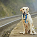 What to Do If Your Dog Goes Missing: Essential Steps for Pet Owners