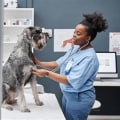 Understanding Common Health Issues in Dogs and How to Prevent Them
