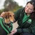 Support for Pet Owners in the UK: Charities and Organisations to Help You and Your Dog