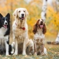Exploring the Most Popular Dog Breeds in the UK