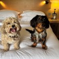 Finding Pet-Friendly Accommodation in the UK: A Comprehensive Resource Guide