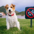 Understanding Dog Ownership Restrictions in the UK: What You Need to Know
