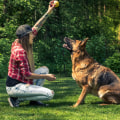 Effective Techniques for Teaching Your Dog Basic Commands and Obedience Training