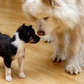 How to Successfully Introduce a New Pet to Your Dog