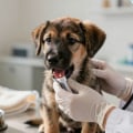 Recognising Illness in Dogs: Key Signs and When to Seek Veterinary Care
