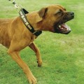 Understanding the Laws and Regulations for Owning Dangerous or Aggressive Dogs in the UK