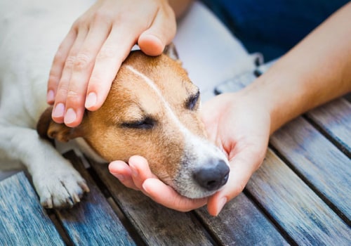 Recognising Signs of Illness and Pain in Your Dog