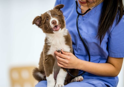 Understanding Your Dog's Veterinary Needs: A Guide to Regular Check-Ups