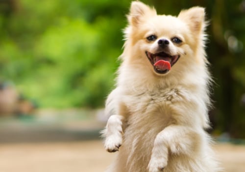 Understanding the Signs of a Happy and Healthy Dog