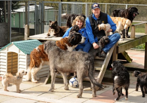 Finding Reputable Dog Breeders and Rescue Organisations in the UK