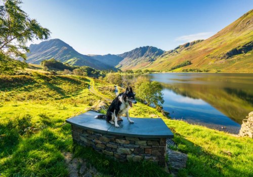 Exploring the Best Dog-Friendly Destinations in the UK