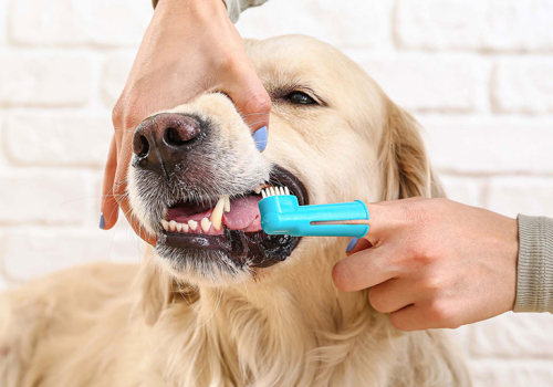Essential Tips for Maintaining Your Dog's Dental Health