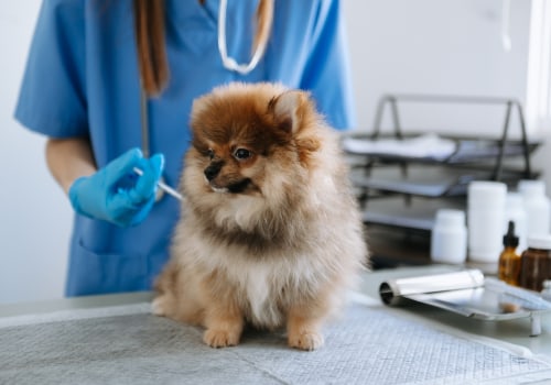 Essential Vaccinations for Dogs in the UK: A Complete Guide for Pet Owners
