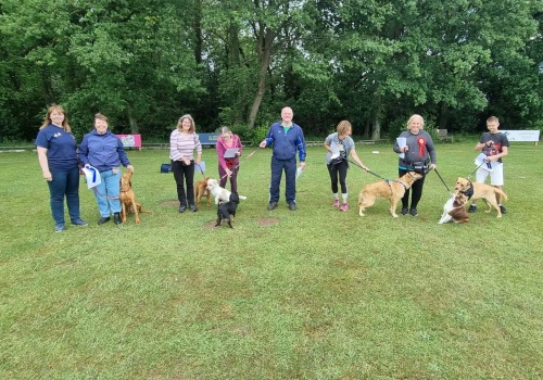 Exploring Dog Training Classes and Courses in the UK