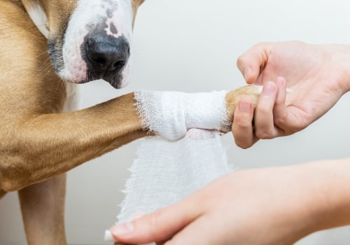 What to Do When Your Dog is Injured or in an Emergency
