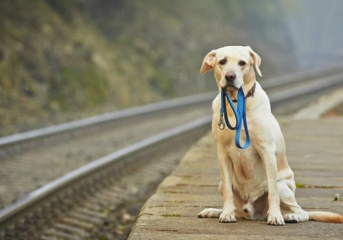 What to Do If Your Dog Goes Missing: Essential Steps for Pet Owners