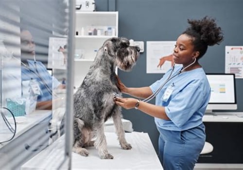 Understanding Common Health Issues in Dogs and How to Prevent Them