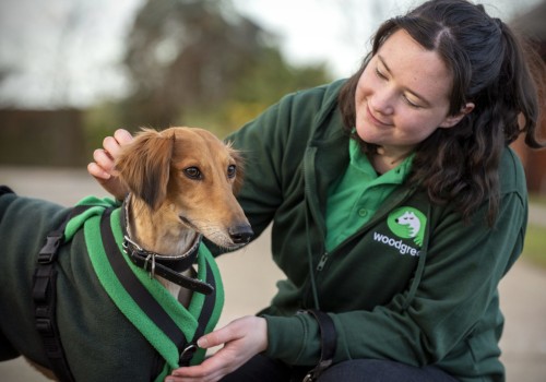 Support for Pet Owners in the UK: Charities and Organisations to Help You and Your Dog