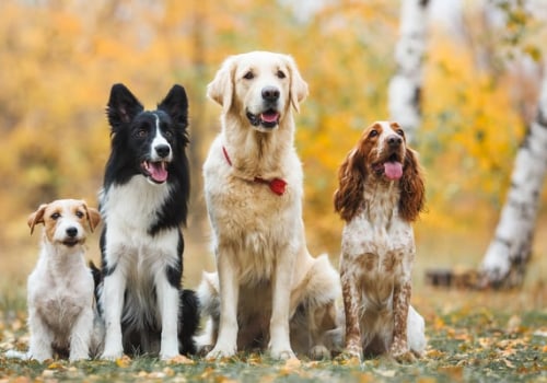 Exploring the Most Popular Dog Breeds in the UK