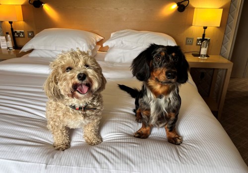 Finding Pet-Friendly Accommodation in the UK: A Comprehensive Resource Guide