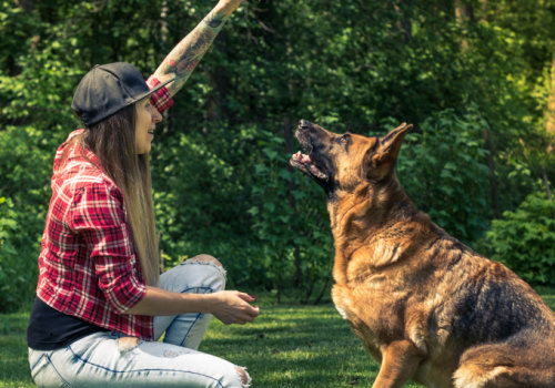 Effective Techniques for Teaching Your Dog Basic Commands and Obedience Training