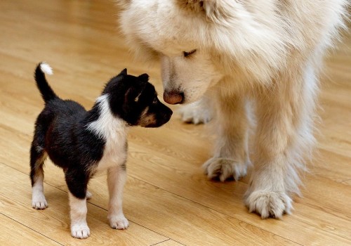 How to Successfully Introduce a New Pet to Your Dog