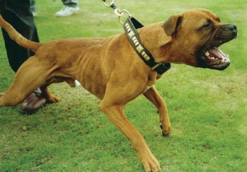 Understanding the Laws and Regulations for Owning Dangerous or Aggressive Dogs in the UK